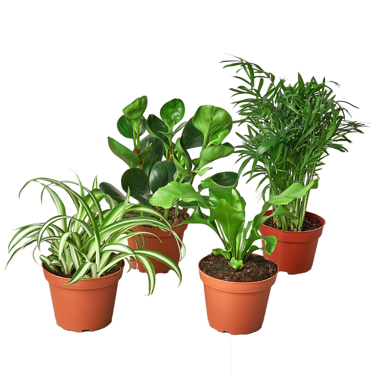 Pet-Friendly Botanical Assortment (Bundle of 4)