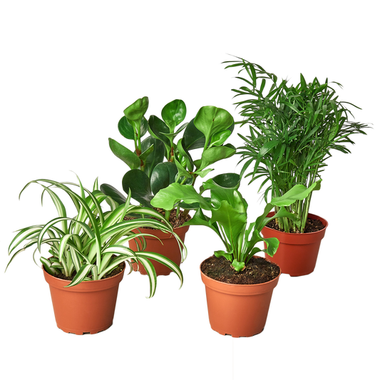 Pet-Friendly Botanical Assortment (Bundle of 4)