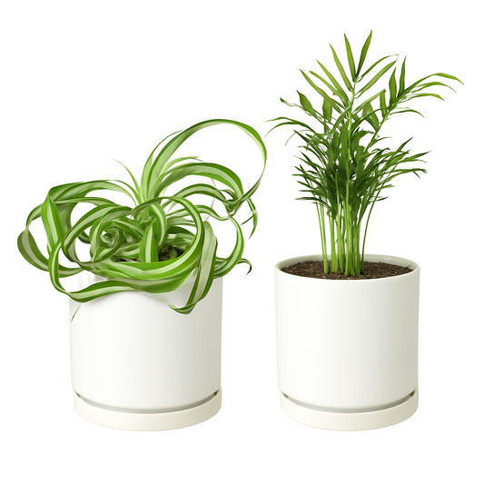 Bonnie & Palm Duo